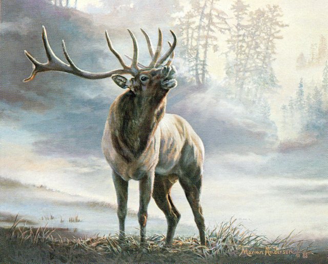 Fine art print featuring a bull elk in Lord of the Timber by Marian Anderson