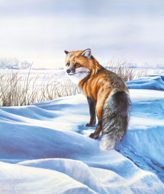 A red fox in a snowy landscape, a print titled "Open Boundaries" by artist Marian Anderson