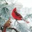 A pair of cardinals featured in Marian Anderson note cards, Welcome Pair