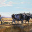 The Homesteader, a print by Marian Anderson, shows a man and his team of oxen, using a plow to plow his prairie field.