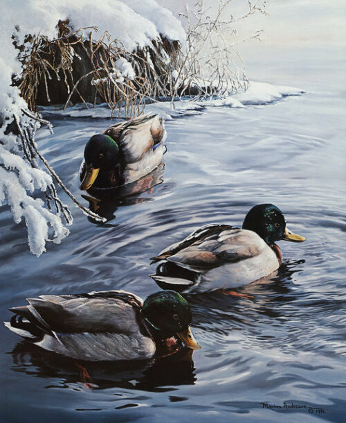 Frosty Morning, a print by Marian Anderson, shows three mallard ducks swimming.