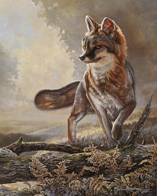 Misty Gray, a print by Marian Anderson, shows a gray fox.