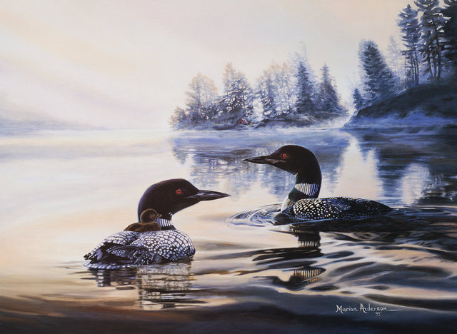 Morning Shadows, a print by Marian Anderson, shows a trio of common loons, including a chick riding on its parents back.