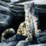 Mysterious Survivor, a print by Marian Anderson, shows a snow leopard atop of rocks.
