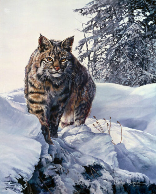 Ridge Stalker, a print by Marian Anderson, shows a bobcat in the snow