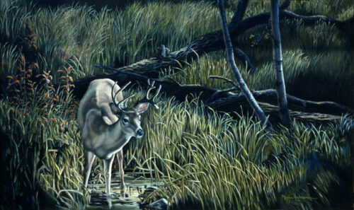 Woodland Refuge, print by Marian Anderson, showing a deer/buck in a marshy and wooden area.