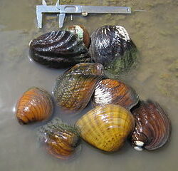 Fresh Water Clams with a ruler to show how big they are
