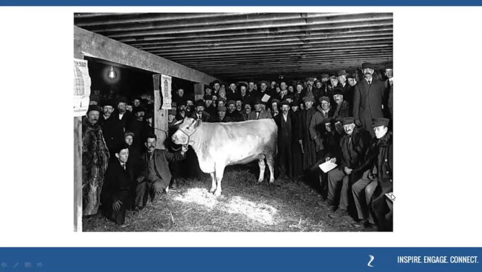 Historic image from the Blue Earth County Fair of a prize winning cattle
